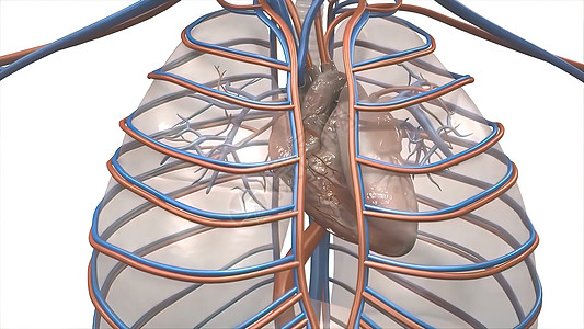 活动透明的人血液循环系统人工血液循环系统科学主动脉肌肉心脏病学生活速度卫生心血管保健耳廓图片