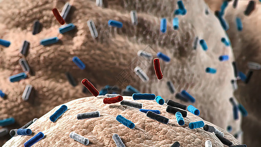 不同形状的细菌 杆状细菌和球菌 人体微生物组 人体致病菌插图药品疾病抗体球形免疫系统链球菌皮肤微生物学科学图片