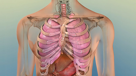 人类内部消化器官活体解剖3D插图概念3d信息疼痛身体科学器官手术男性病人脂肪酸图片
