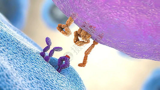 B细胞和抗原会议分子受精卵细胞质生物学激素结构葡萄糖医学插图代替背景图片