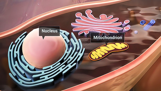 细胞结构和组件 微多分体 核和囊膜图形棕褐色小区药品保健脂肪专注世界细胞质人体图片