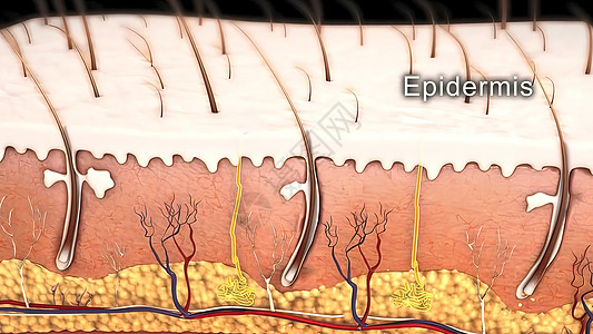 皮肤解剖图 比较好的皮肤和有皱纹的皮肤 显示年轻皮肤和老年皮肤的皮肤横截面图护理激素血管卵泡组织皮下药品神经疾病乳突图片