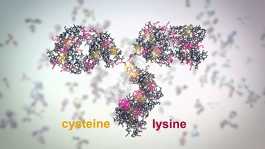 典型的抗体分子结构 反体和氨基酸细菌诊断酶标技术单抗氨基生物聚合物原子免疫学图片