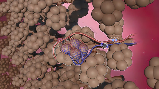 肺泡氧交换 3d 插图毛细血管肺泡二氧化碳科学胸椎支气管交换上呼吸道气体哮喘图片