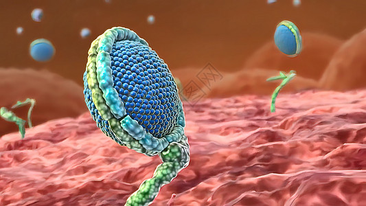 细胞核心及其内部结构单元核心和内部结构保健微生物抗体图形人体科学细菌棕褐色动脉硬化专注图片