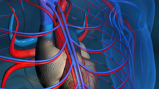 3 d 说明毛细血管中的血液流动情况解剖学药品科学树突网络身体生物学系统器官相机图片