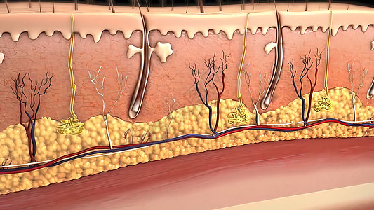 皮肤解剖图 比较好的皮肤和有皱纹的皮肤 显示年轻皮肤和老年皮肤的皮肤横截面图纤维组织卵泡动脉乳突皮下插图毛孔药品生物学图片