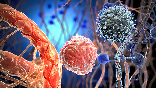 电帮助细胞在免疫细胞表面进行交互作用器官信号淀粉基因冲动专注死亡老化酵素神经系统图片