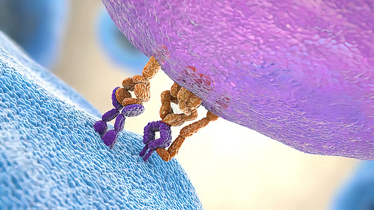B细胞和抗原会议抗体绘图倍率科学受精卵医疗生物学代谢疾病微生物图片