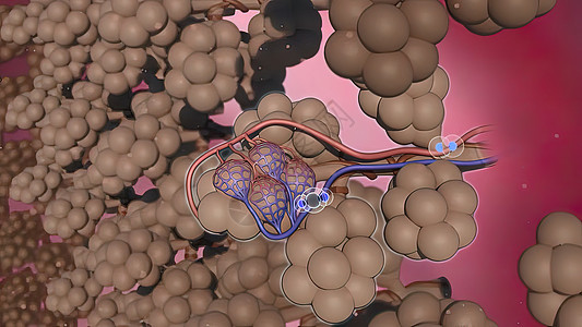 肺泡氧交换 3d 插图红细胞气体肺泡交换呼吸道气管哮喘上呼吸道二氧化碳胸椎图片