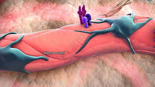 3D医疗图解 三维分立体细胞 空间孤立的缩缩式细胞Pericytes脉动世界生物学图形静脉血流失血科学结构免疫系统图片