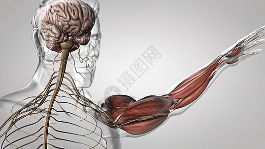 人体肌肉解剖学 包括生物学韧带眼泪外科运动仪器组织肩膀损伤清创图片