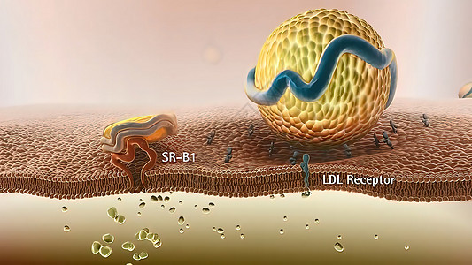 高密度脂蛋白新陈代谢和逆转胆固醇迁移计算机药品医学受精卵脂肪传染科学细胞结构背景图片