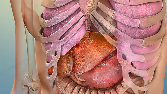 人类内部消化器官活体解剖3D插图概念身体治疗手术信息医生器官肝硬化生物学癌症图表图片