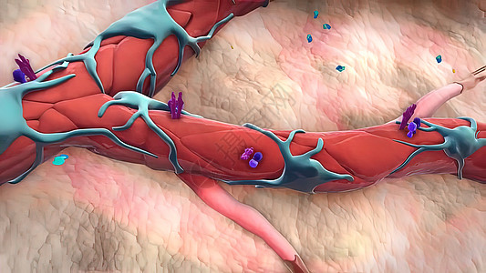 3D医疗图解 三维分立体细胞 空间孤立的缩缩式细胞Pericytes疾病医学血管心血管粒子图形计算机毛细管血流螺旋图片