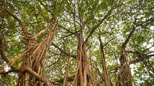 在马尼拉的Ayala三角公园 在环状运动中录相拍摄 电子稳定 电平式稳定橡木木头树干嘉年华皮肤榕树植物丛林环境季节图片