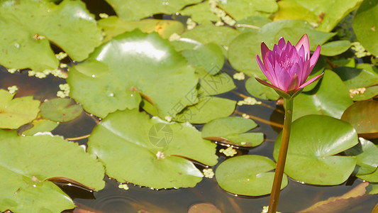 紫色粉色水 Nymphaea在一个池塘里 有喷泉 水花园 美丽的花朵 越南装饰品花园花瓣荷花花蜜情调百合睡莲边缘热带图片