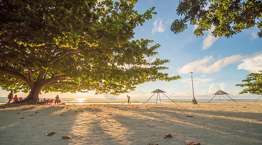 游客在一棵大落叶生命树下 叶子是红绿色的 清晨的阳光透过异国情调的安达海滩上的树叶 薄荷岛 菲律宾 拍摄运动图片