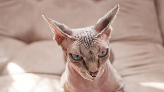 家用垃圾里有Sphynx种的猫皮肤食肉人面家畜哺乳动物爪子毛皮生物猫爪狮身图片