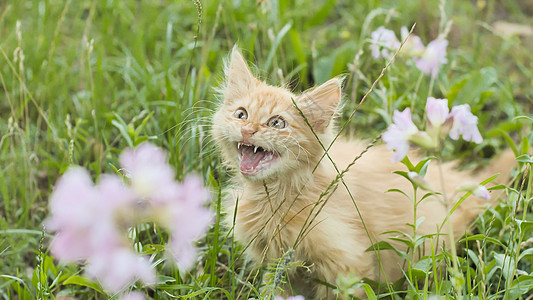 红毛小猫在绿色的草地上动物猫科眼睛宠物毛皮小狗阳光哺乳动物花园猫咪图片