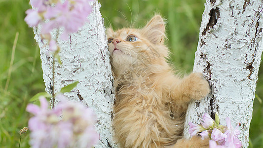 在草和花的背景之下 小金鸡在树上爬来爬去条纹毛皮草地婴儿动物猫咪花园哺乳动物宠物虎斑图片