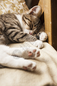 小可爱猫咪睡在沙发上睡眠宠物条纹耳朵白色爪子眼睛鼻子图片