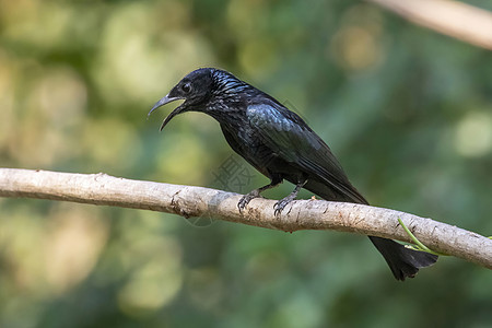 树枝上印着海毛的龙雀 关于自然背景 动物黑鸟热带鸟类植物翅膀森林回旋曲环境花园荒野图片