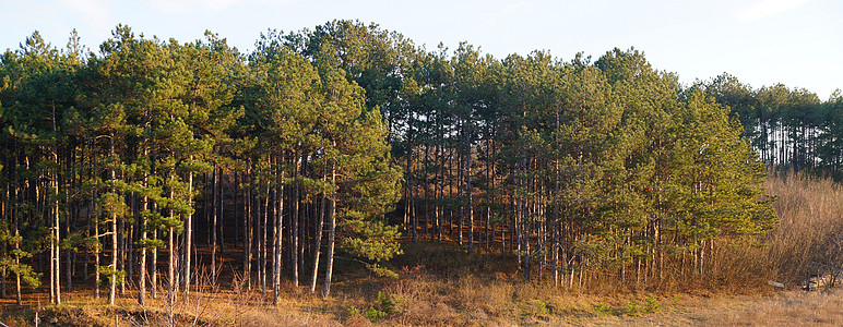 山上松树林 水平全景自然背景图片