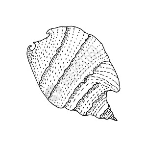 手工绘制的贝壳螺旋式螺旋 纹理上有很多点绘画野生动物贴纸海洋海岸动物生活假期海滩涂鸦图片