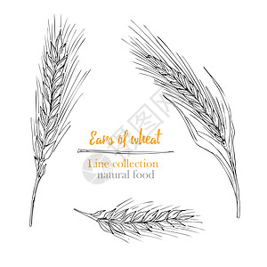 设置植物学手绘素描麦穗孤立在白色背景 线条风格 草药框架 天然食物的集合 复古矢量图图片