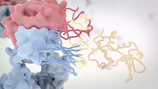 典型的抗体分子结构 反体和氨基酸生物抗原表位多肽原子细菌免疫学技术化学宏观图片