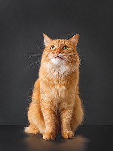装着黑色背景的面部质疑表情的金姜猫猫咪红色胡须猫科动物动物宠物情感哺乳动物姿势图片