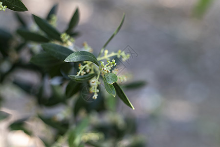 橄榄树的鲜花枝 有选择性地聚焦和模糊的背景图片