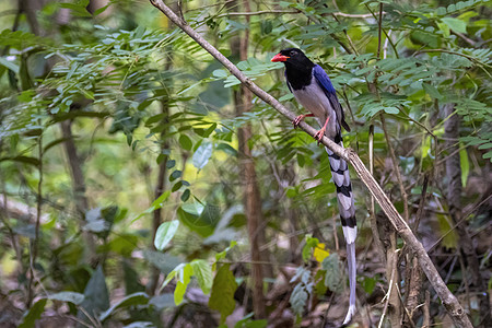 红色标单的蓝麦鸟在树枝上的照片 关于自然背景 动物热带计费荒野野生动物尾巴男性翅膀羽毛蓝色摄影图片