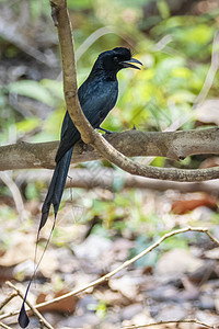 大拉克特尾巴的Drongo迪克鲁鲁斯天堂在树枝上的照片 关于自然背景公园旅行野生动物动物球拍灭绝蓝色森林羽毛回旋曲图片