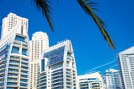 绿色棕榈树 蓝天有剑术者顶顶楼建筑旅游街道摩天大楼叶子天空棕榈酒店城市观光图片