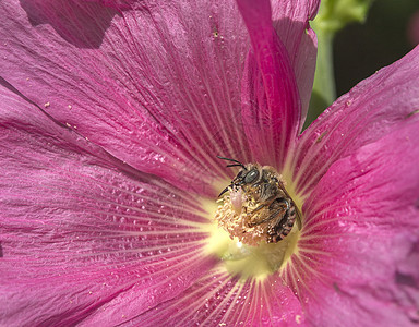 春春时间 蜜蜂在闪亮的红花上授粉紫色野生动物昆虫荒野宏观花瓣生长蜂蜜植物学晴天图片