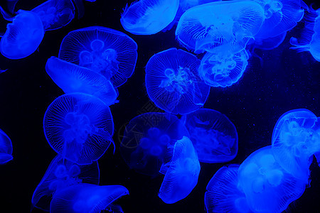 蓝光明亮透明果冻鱼水族馆图片