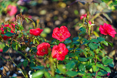 花床上的精细红玫瑰玫瑰花红色季节花坛植物群园艺公园背景花瓣植物图片