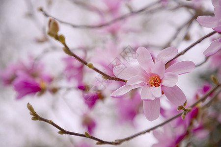 马格努利亚树上的木兰花朵 粉红色的花朵图片