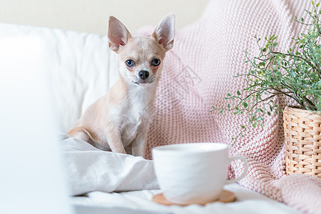 披着毯子的吉娃娃狗 倒满了热茶或咖啡咖啡杯热饮闲暇情绪卧室动物杯子耳朵朋友们羊毛图片