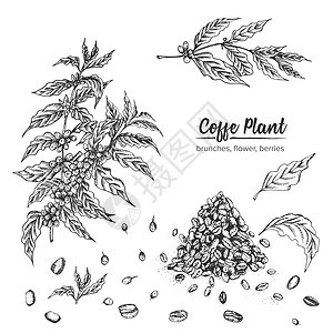 真正的植物墨迹草图 阿拉伯咖啡厂 野猪 鲜花 浆果 叶子 白底孤立的烤豆 草药收集植物学种植园植物群绘画种子农场墨水艺术手绘食物图片