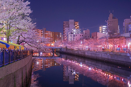 夜樱植物花瓣皮革粉色夜景樱花树木图片