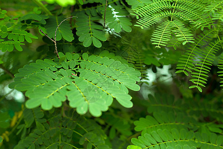 热带卡西亚树的绿叶 特写热带背景荒野宏观棕榈树叶绿色植物群衬套叶子蔬菜森林图片