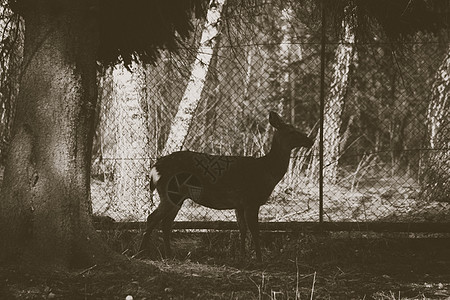 一只小鹿站在树下的一棵树下 其背景是网状栅栏塞皮亚风格图片