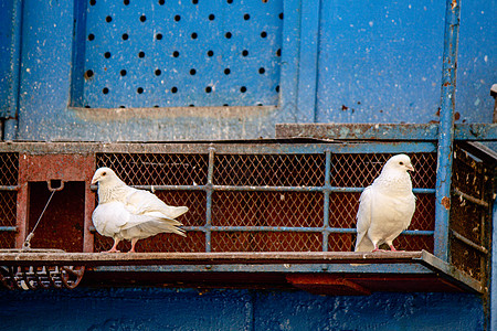 两只白鸽子坐在生锈的鸽子上图片