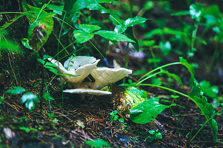 在森林草根下生长的几只长着宽白帽的小蘑菇 在林中种植图片