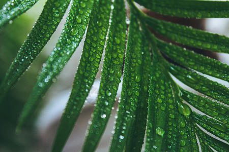 深绿色的圆形叶叶 用水滴巨集拍摄近身叶子花园棕榈植物农场草本植物森林生长植被宏观图片