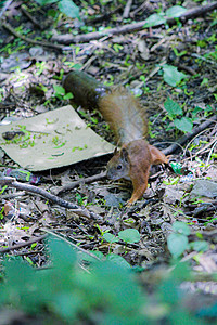 红松鼠在树叶和草地上奔跑图片