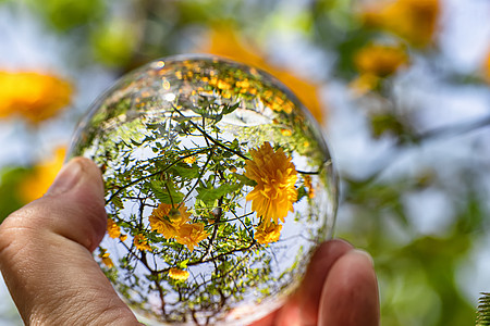 透过水晶球在花园中看到美丽的花朵黄色花花丛的景象图片